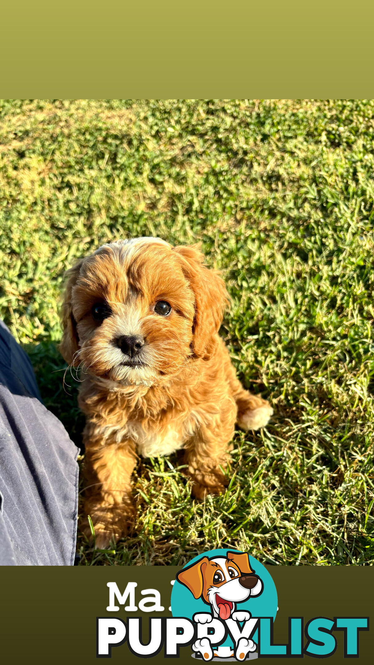 Toy Cavoodle- King Charles Caviler X Toy Poodle 1st Gen DNA Tested