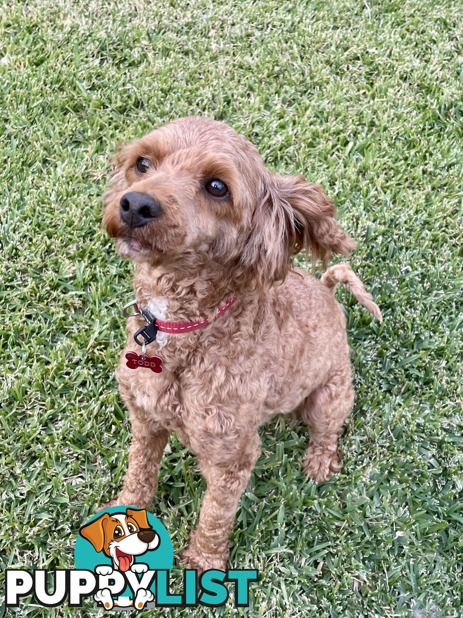 Toy Cavoodle- King Charles Caviler X Toy Poodle 1st Gen DNA Tested