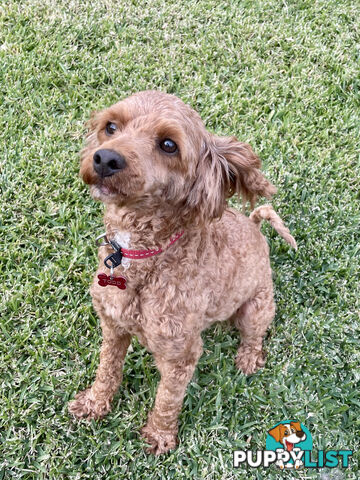 Toy Cavoodle- King Charles Caviler X Toy Poodle 1st Gen DNA Tested