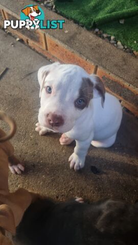 American Bulldog for sale