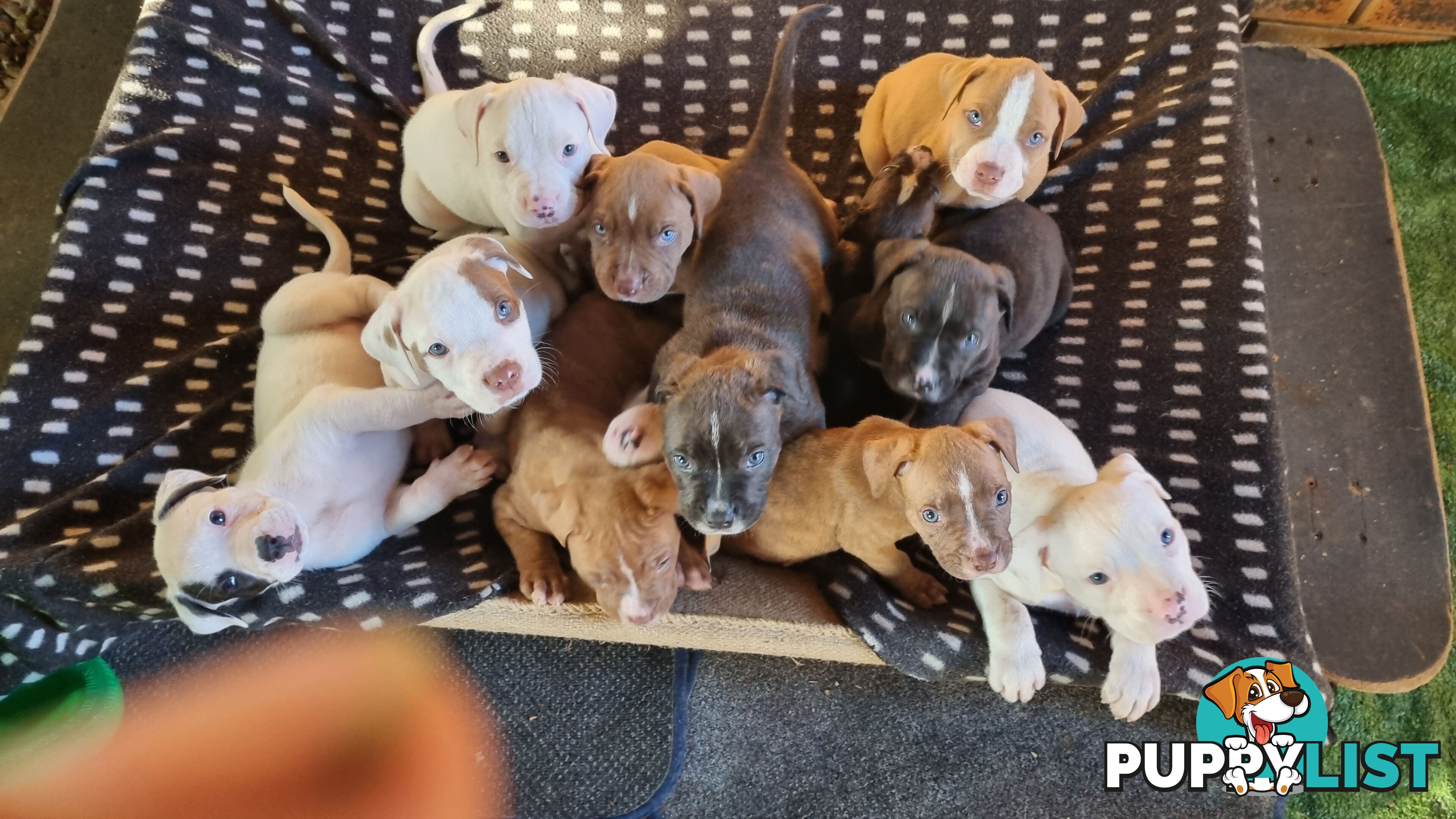 Puppies for sale