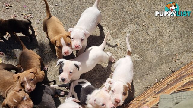 American Bulldog for sale