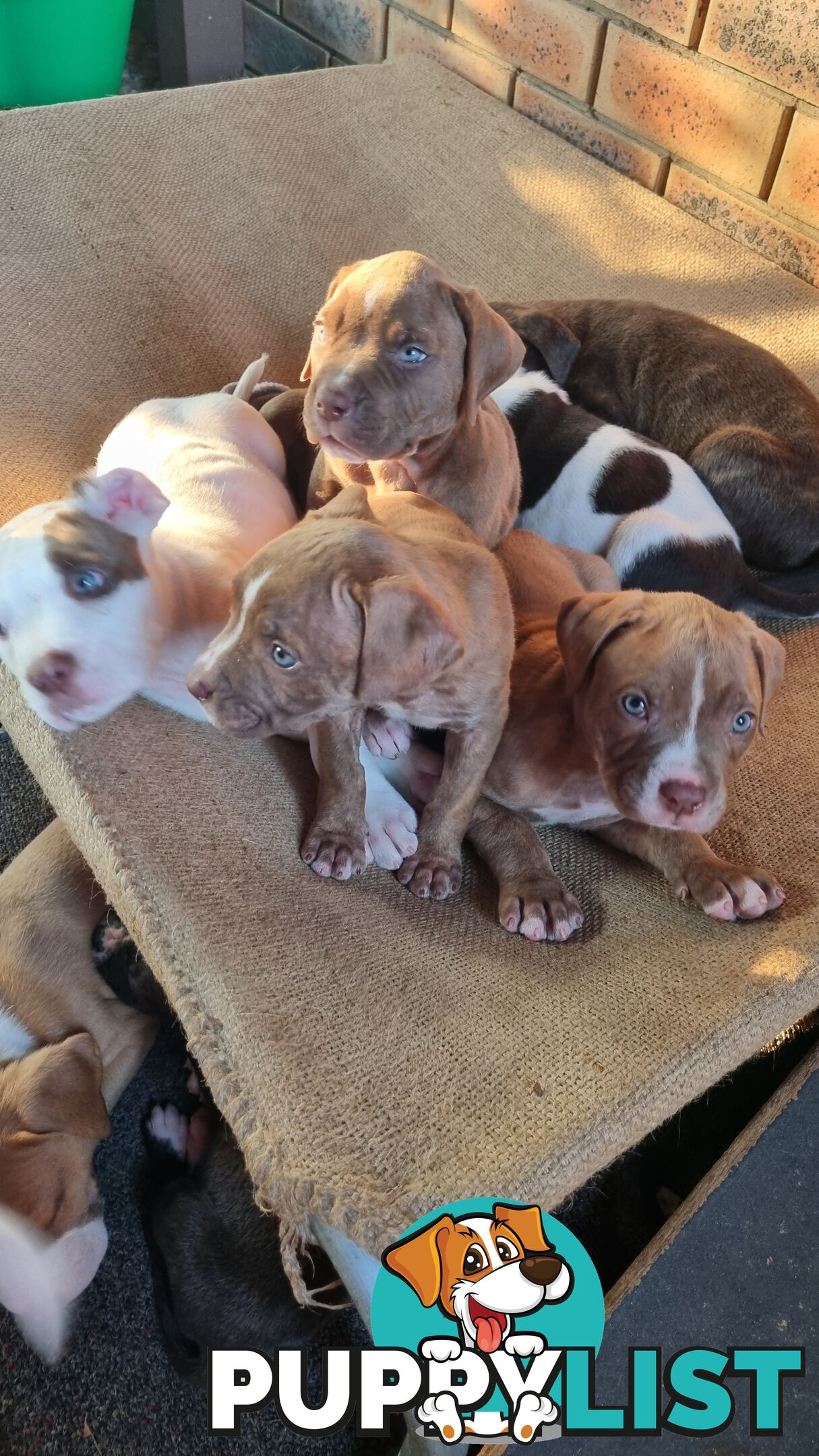 Puppies for sale