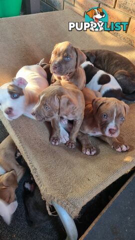 American Bulldog for sale