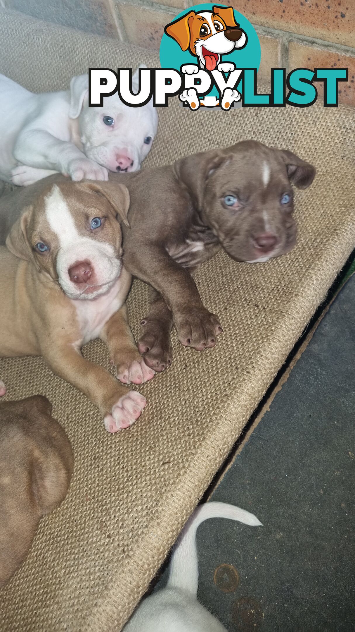 Puppies for sale