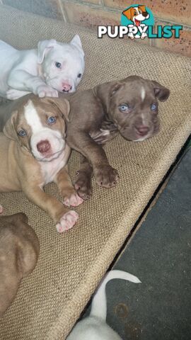 American Bulldog for sale