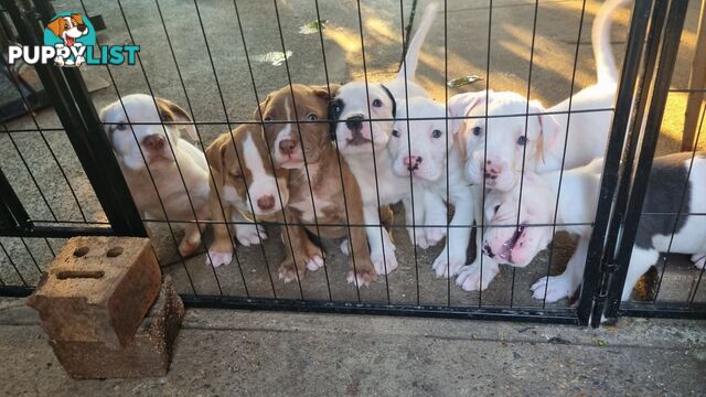 American Bulldog for sale