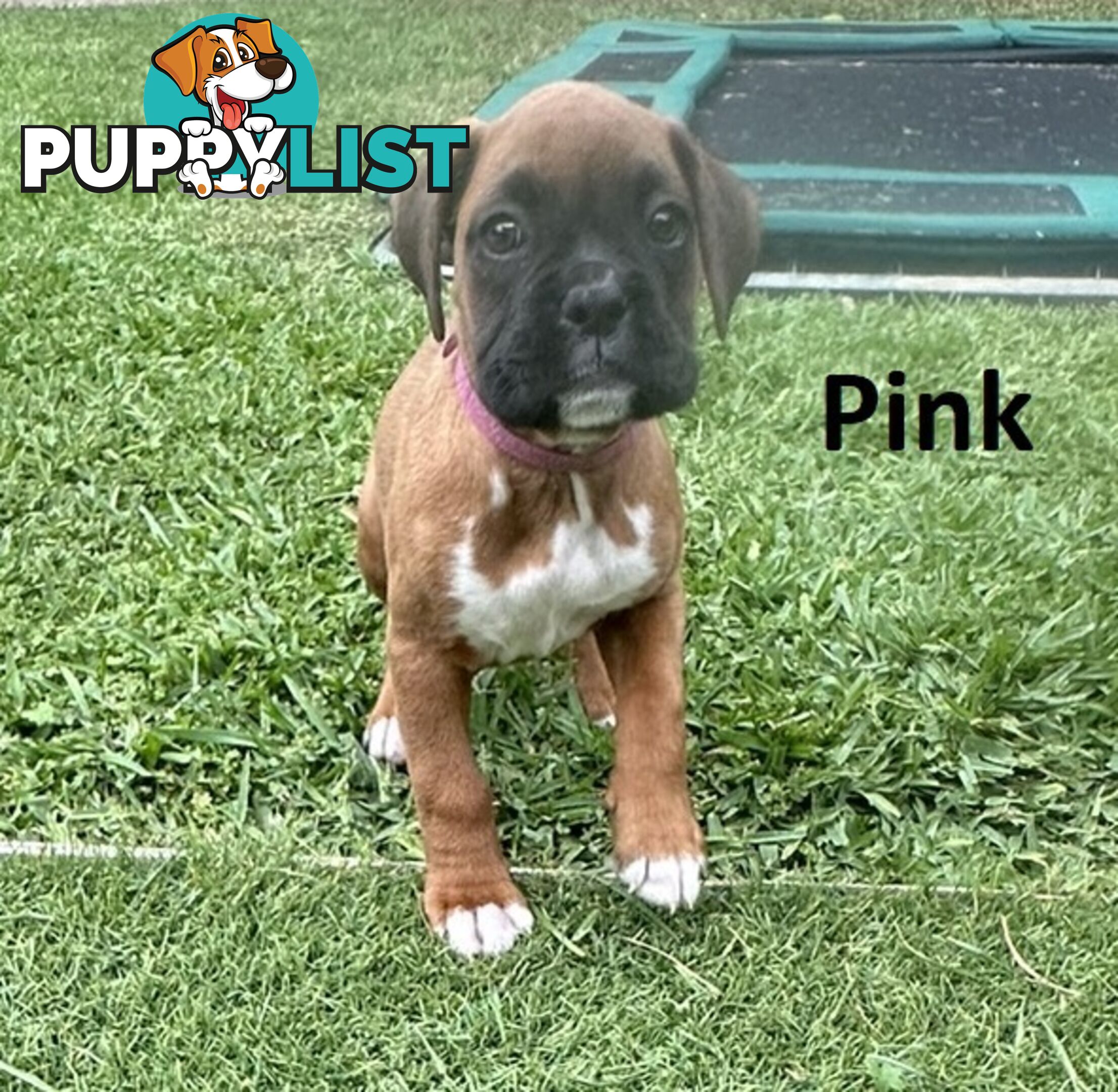 PUREBRED BOXER PUPPIES