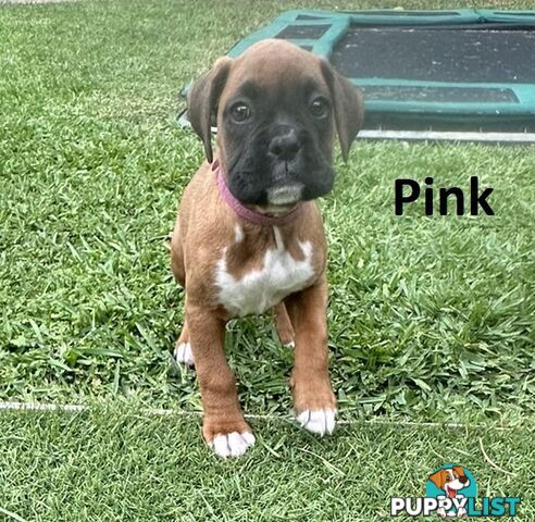 PUREBRED BOXER PUPPIES