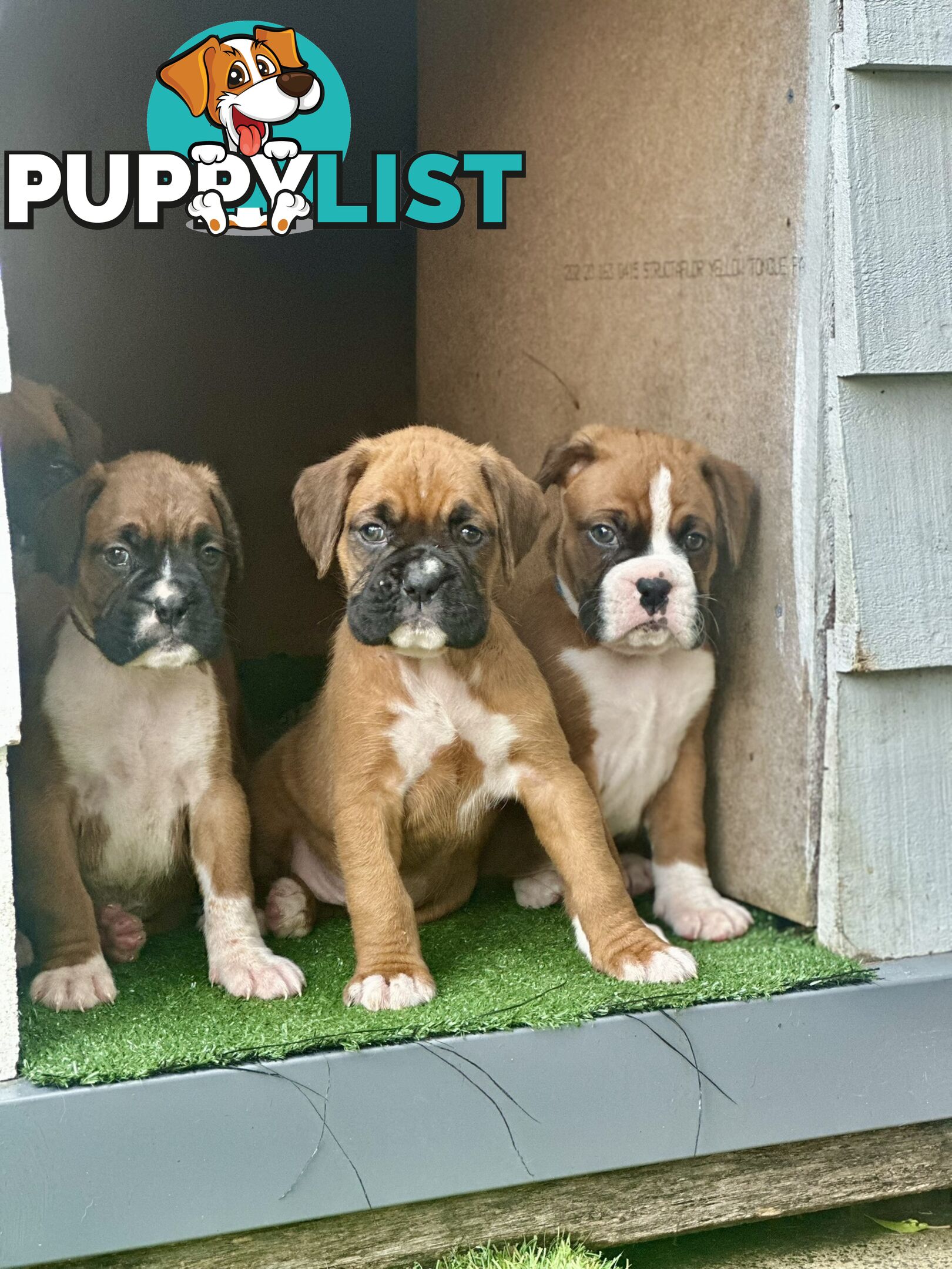 PUREBRED BOXER PUPPIES