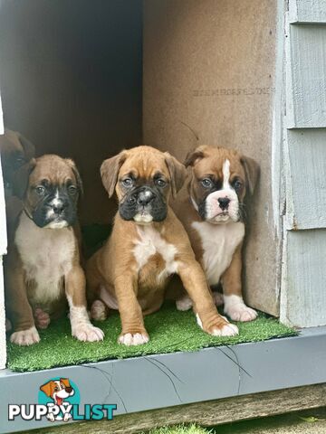 PUREBRED BOXER PUPPIES