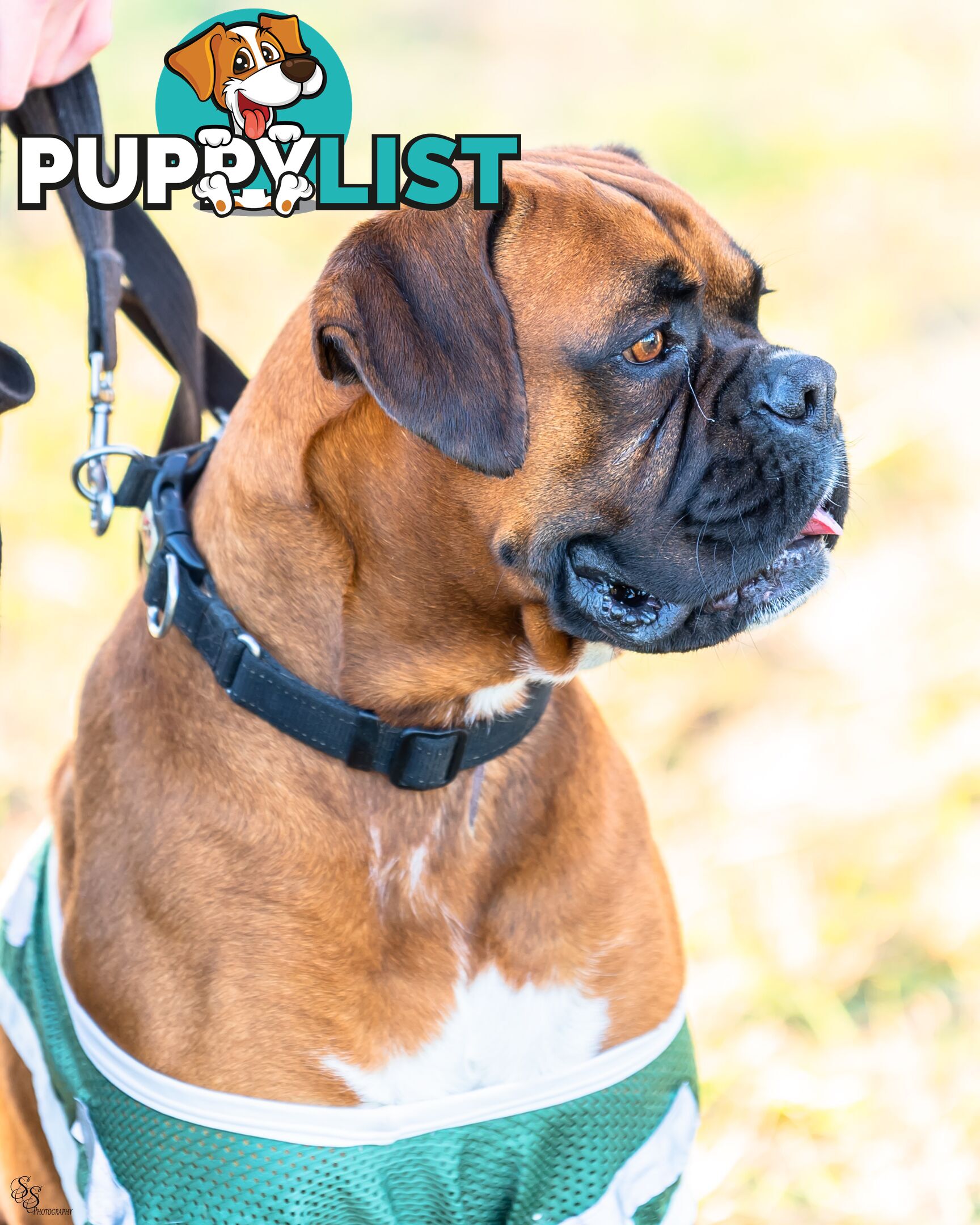 PUREBRED BOXER PUPPIES