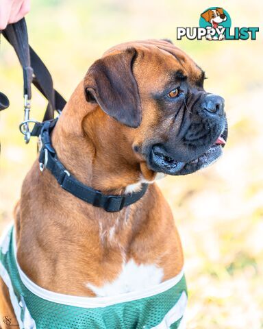 PUREBRED BOXER PUPPIES