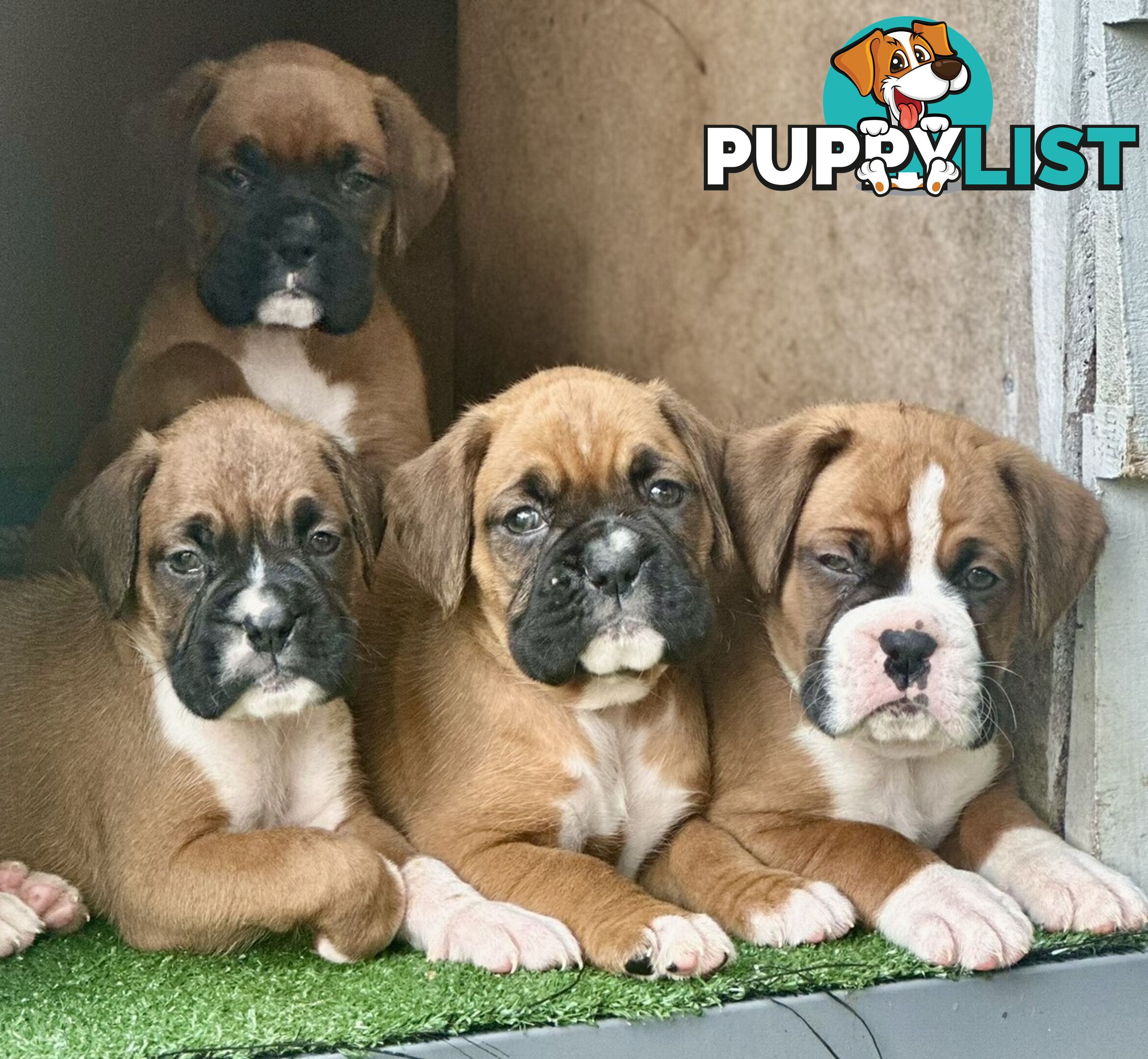 PUREBRED BOXER PUPPIES