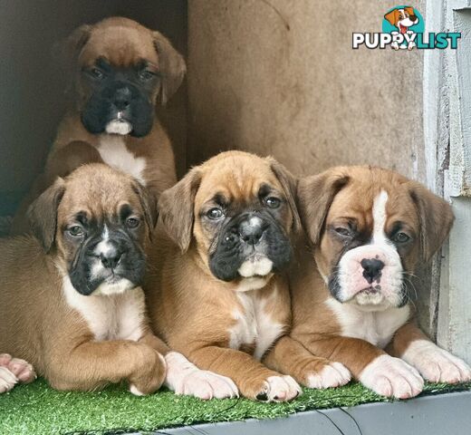 PUREBRED BOXER PUPPIES