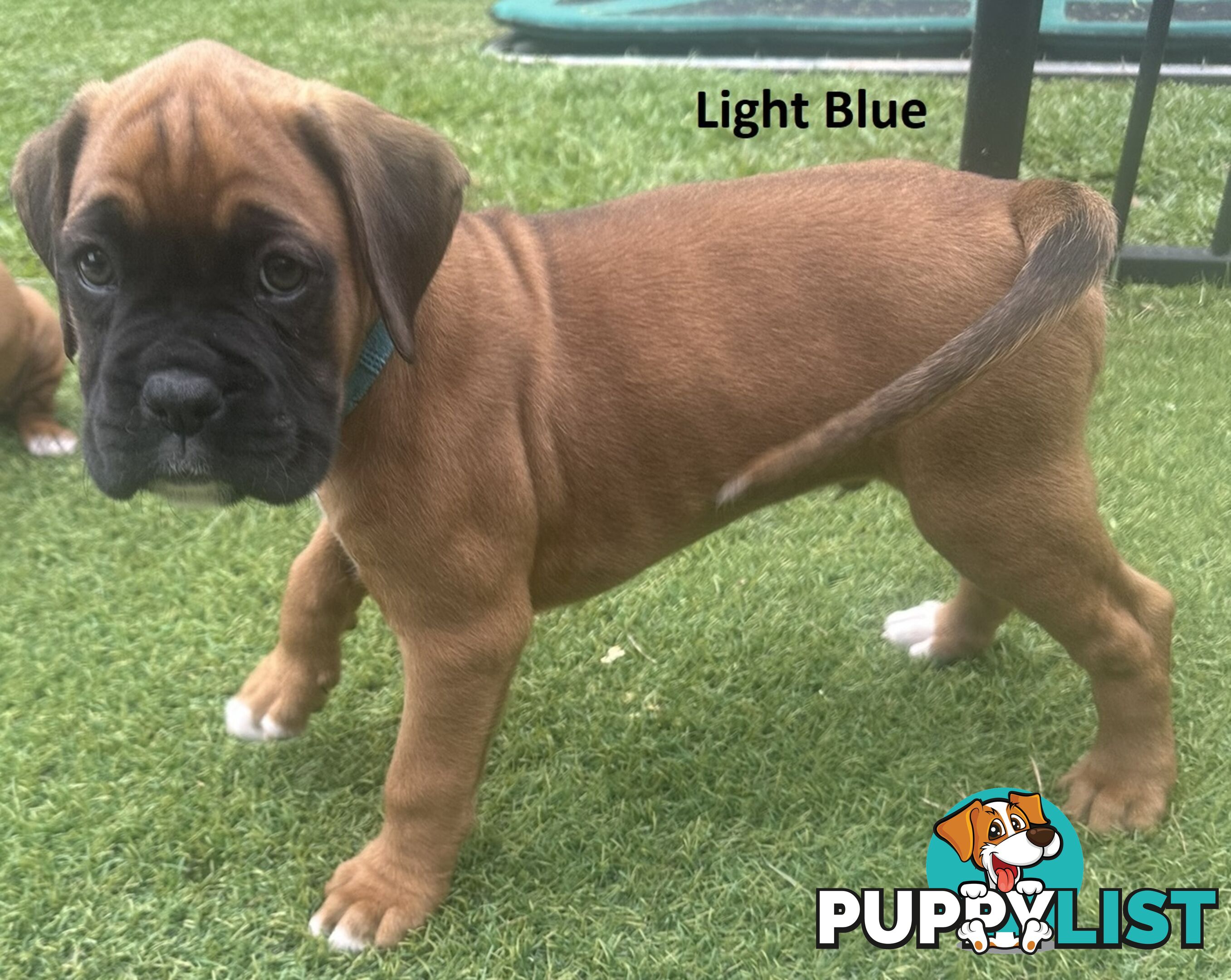 PUREBRED BOXER PUPPIES