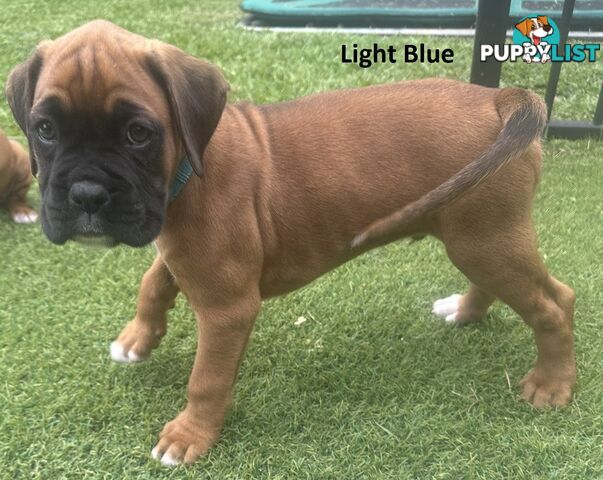 PUREBRED BOXER PUPPIES