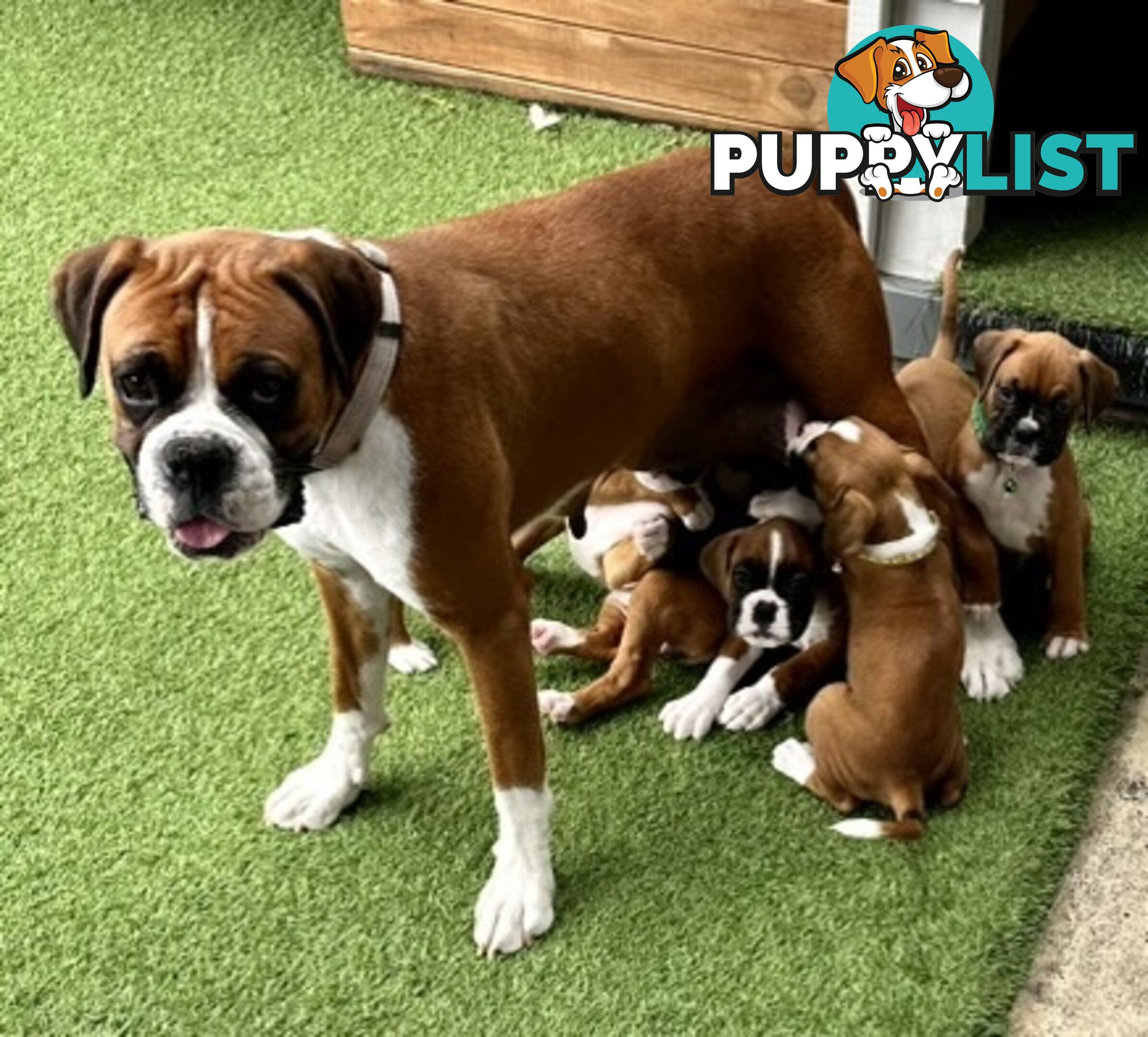 PUREBRED BOXER PUPPIES