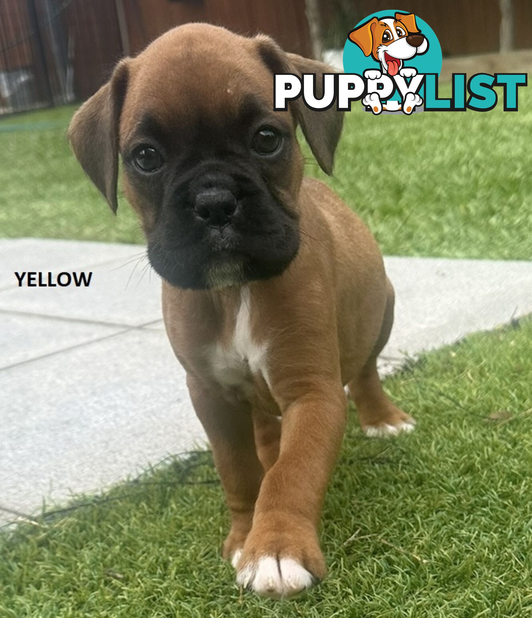 PUREBRED BOXER PUPPIES