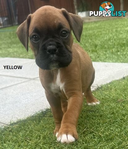 PUREBRED BOXER PUPPIES