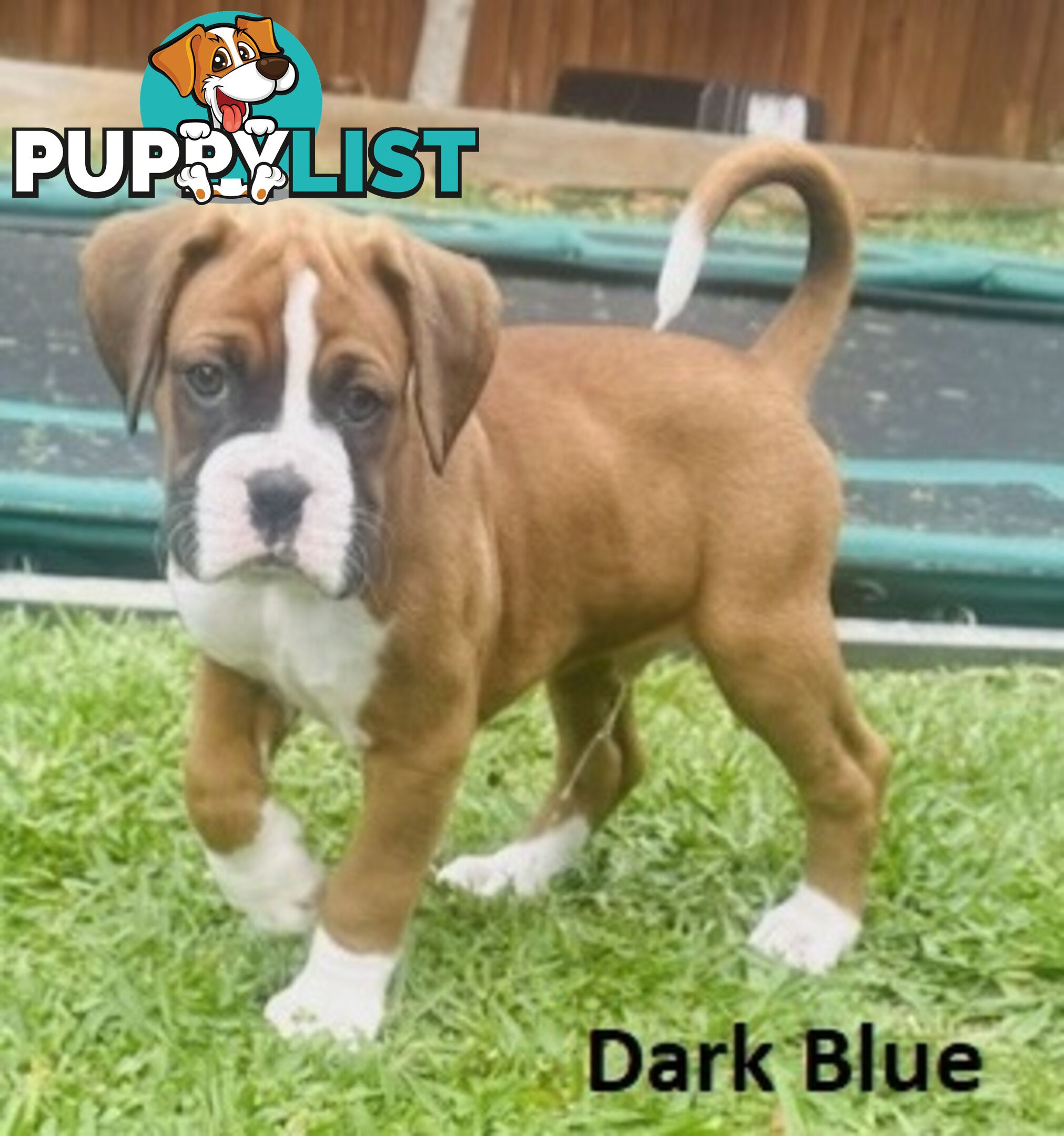 PUREBRED BOXER PUPPIES