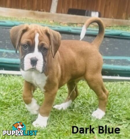 PUREBRED BOXER PUPPIES