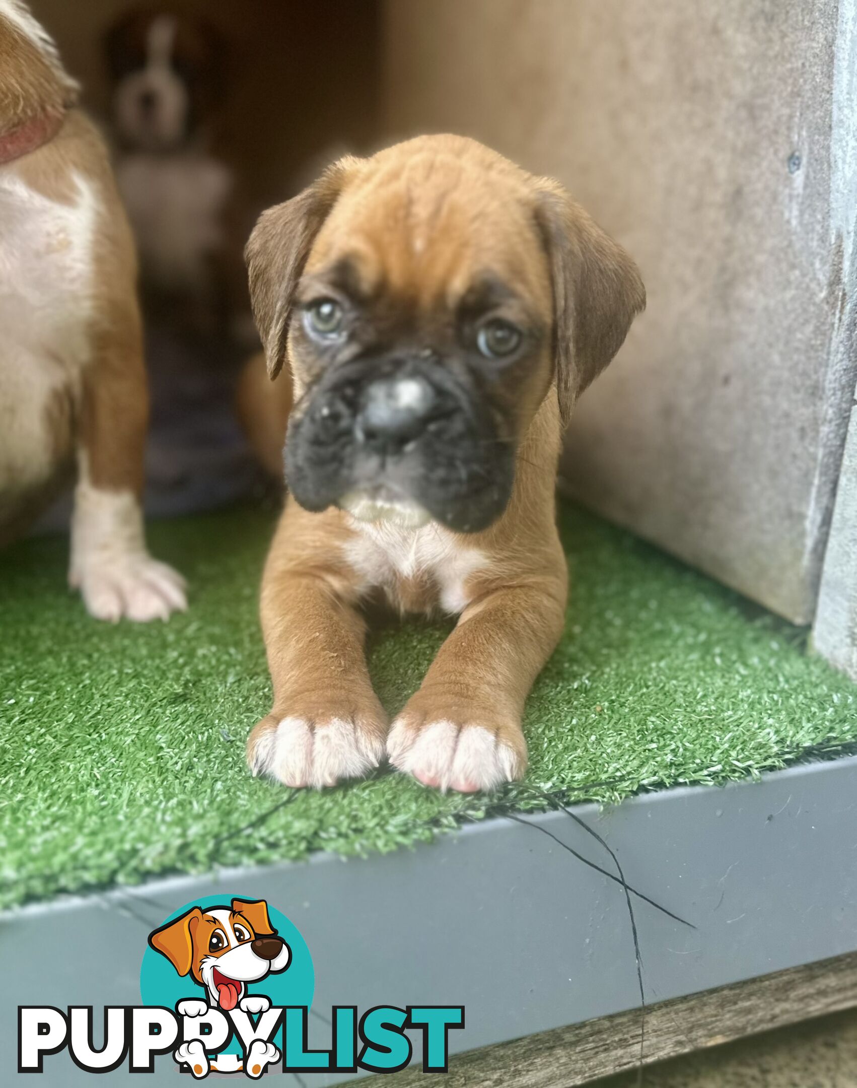 PUREBRED BOXER PUPPIES