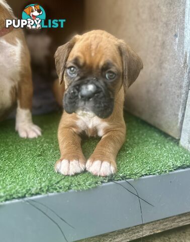 PUREBRED BOXER PUPPIES