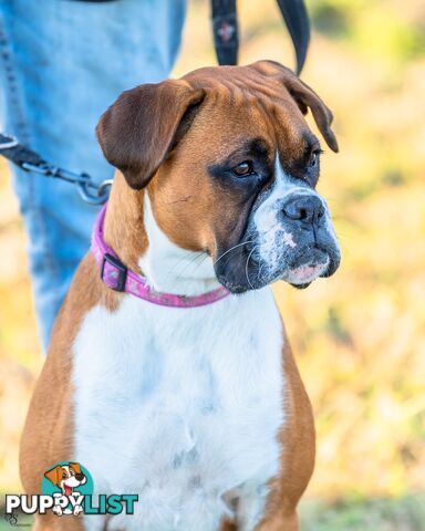 PUREBRED BOXER PUPPIES