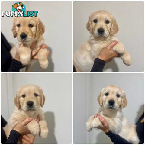 Gold Retriever Puppies