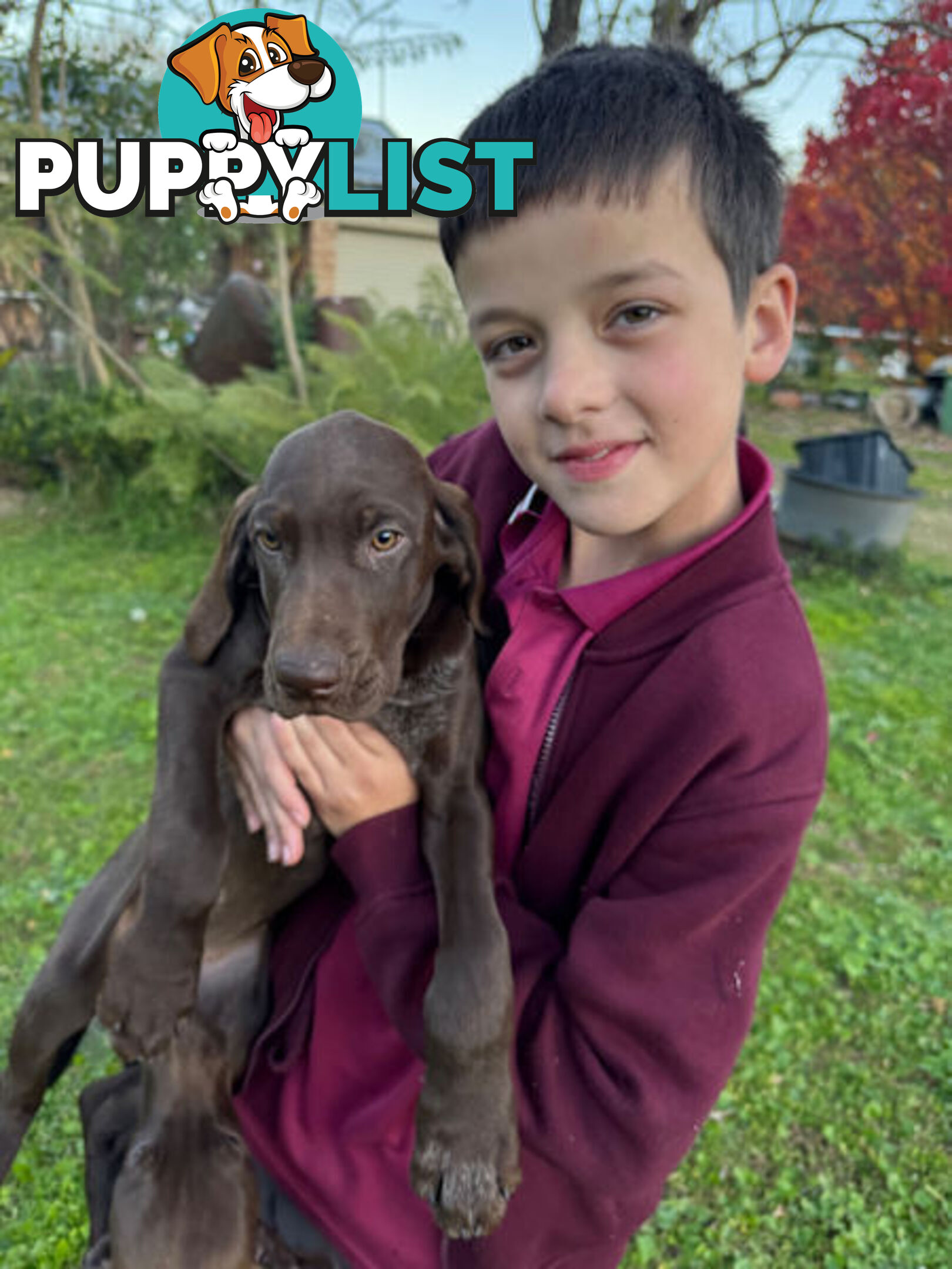 German Short Head Pointers Puppies