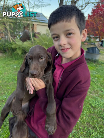 German Short Head Pointers Puppies
