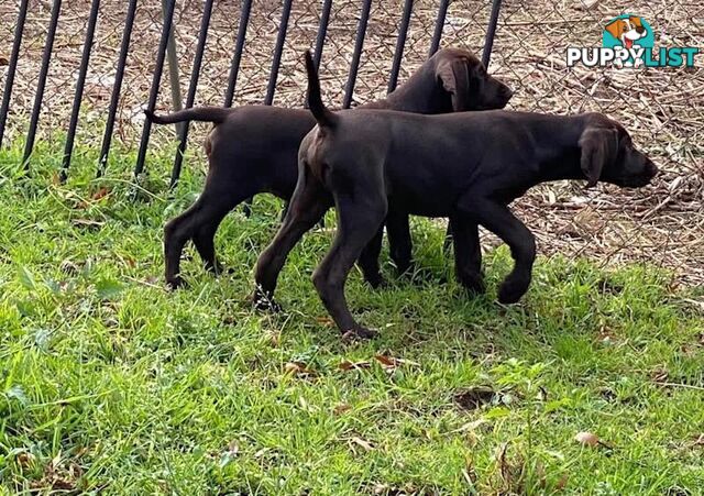 German Short Head Pointers Puppies