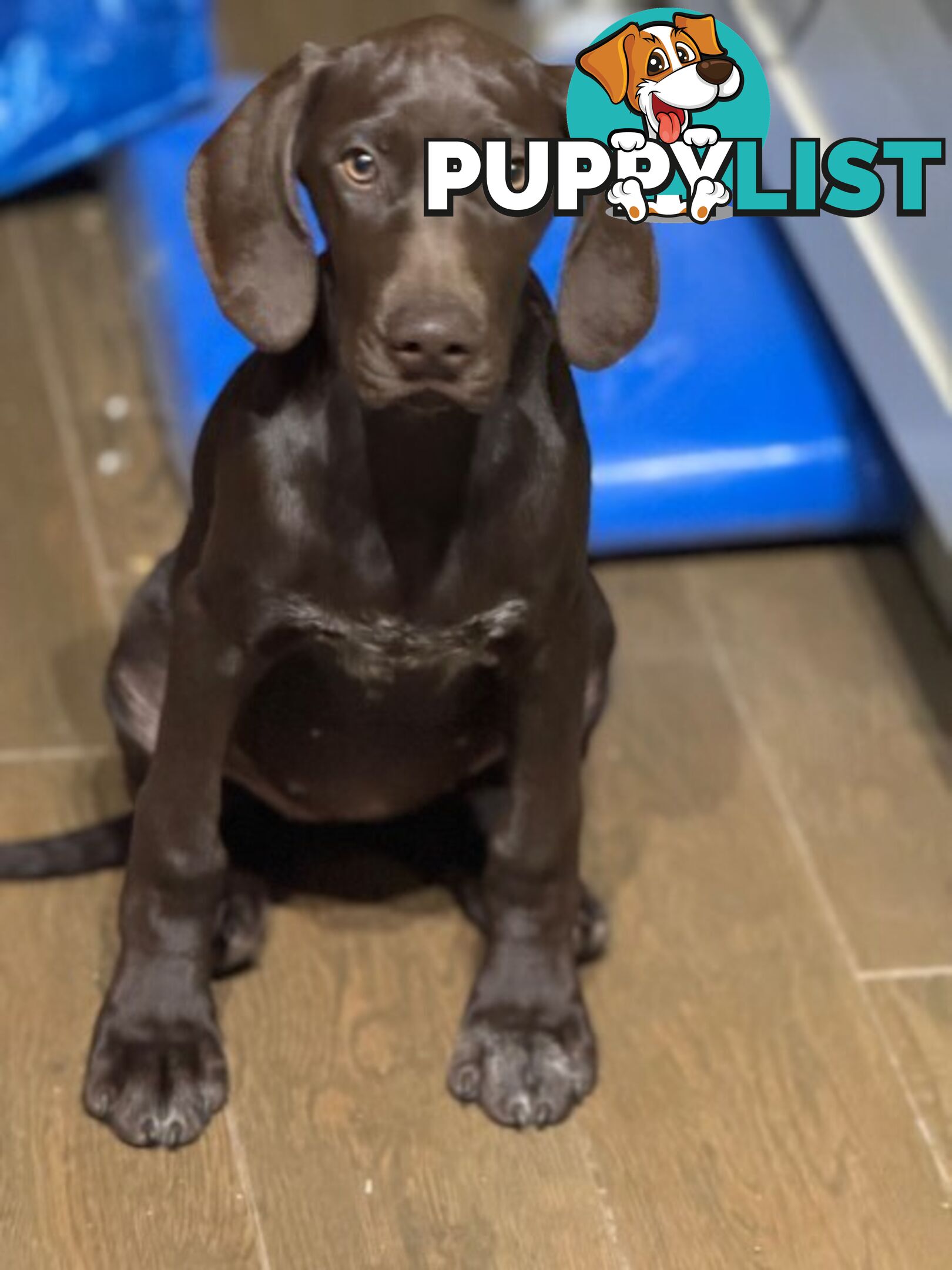 German Short Head Pointers Puppies