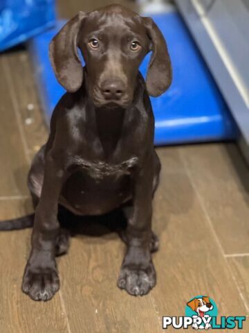 German Short Head Pointers Puppies