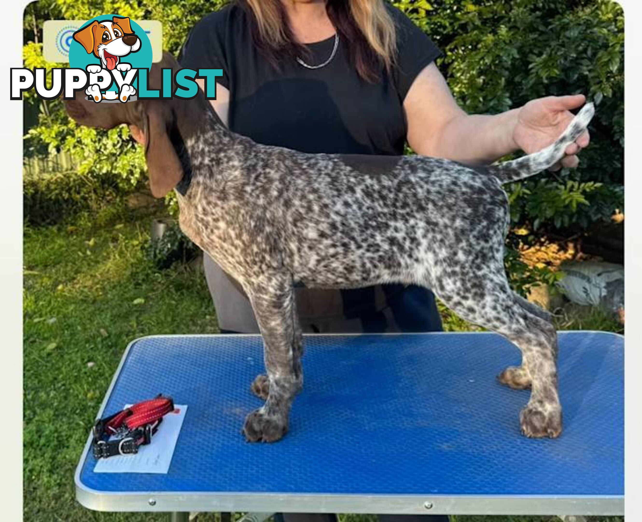 German Short Head Pointers Puppies