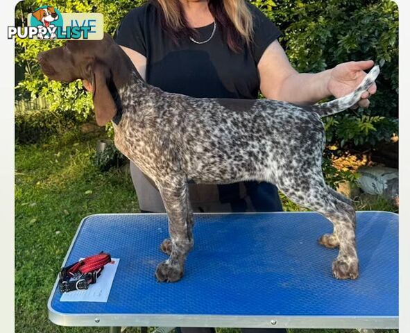 German Short Head Pointers Puppies
