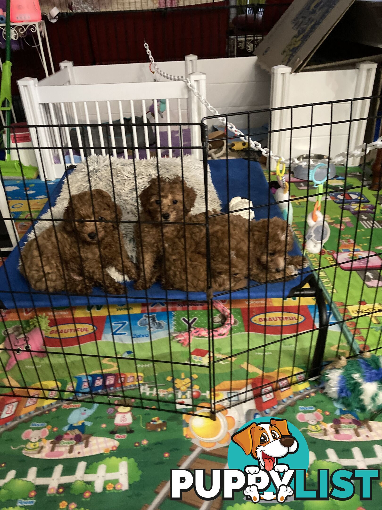 Toy Cavoodle Puppy