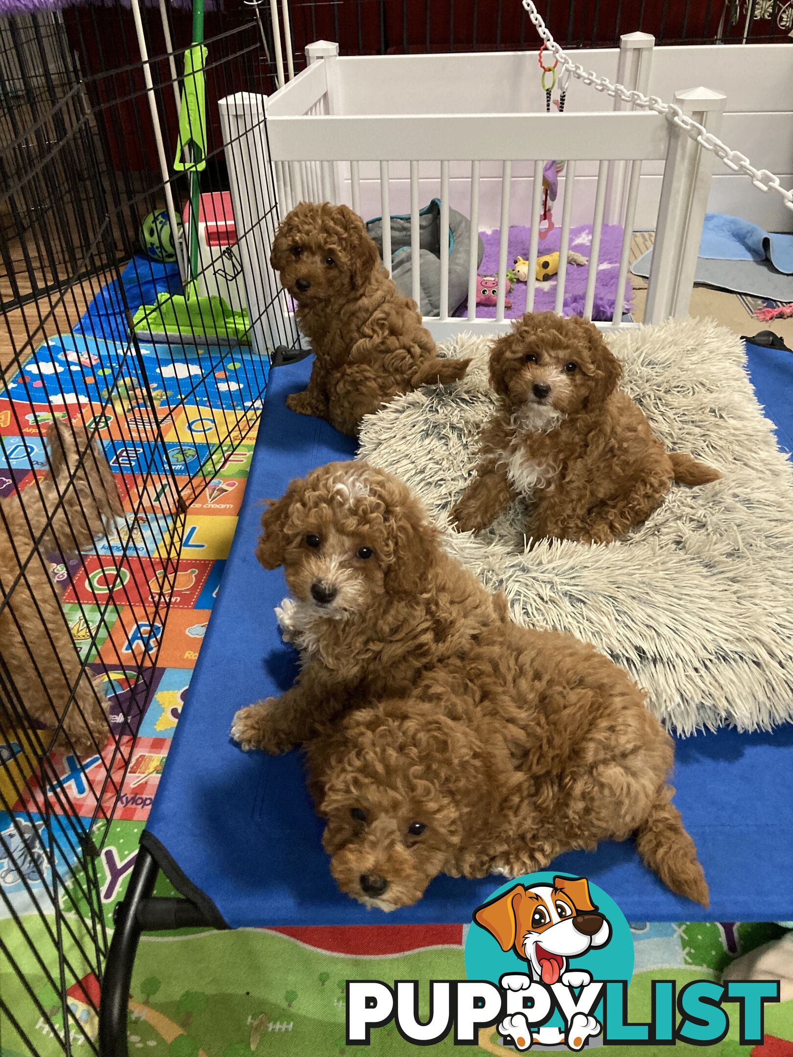 Toy Cavoodle Puppy