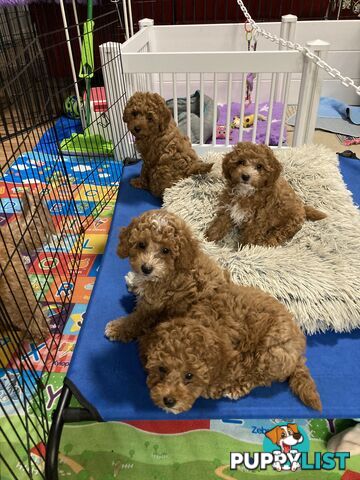 Toy Cavoodle Puppy