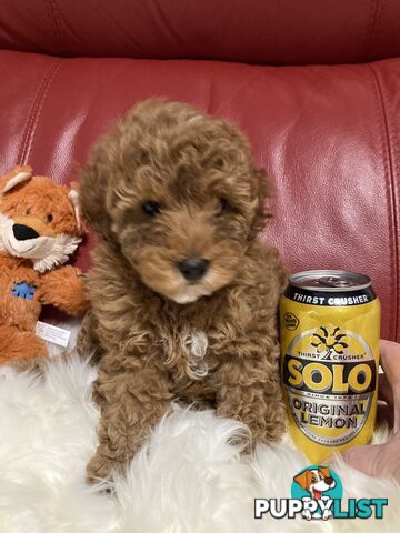 Toy Cavoodle Puppy