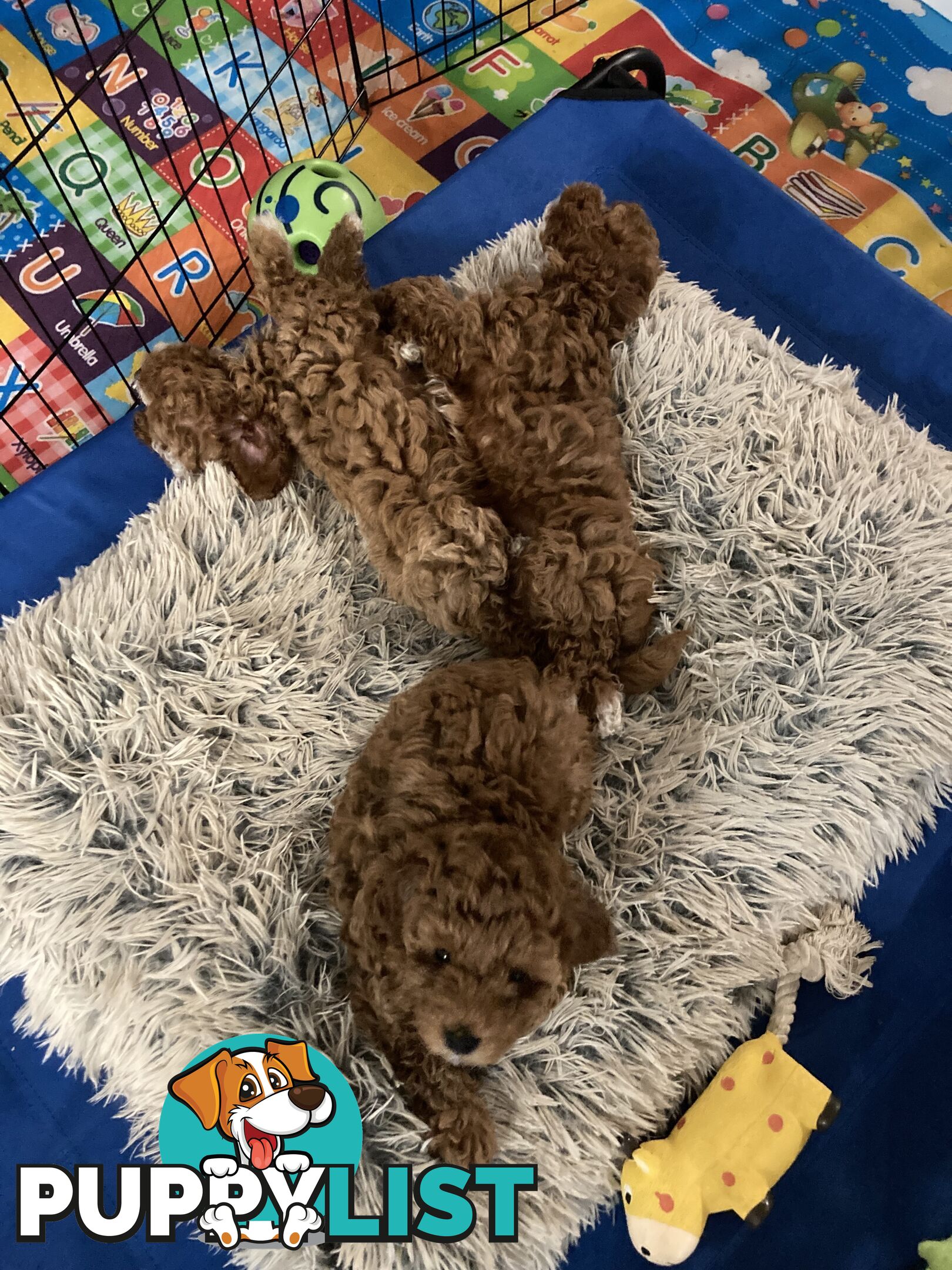 Toy Cavoodle Puppy