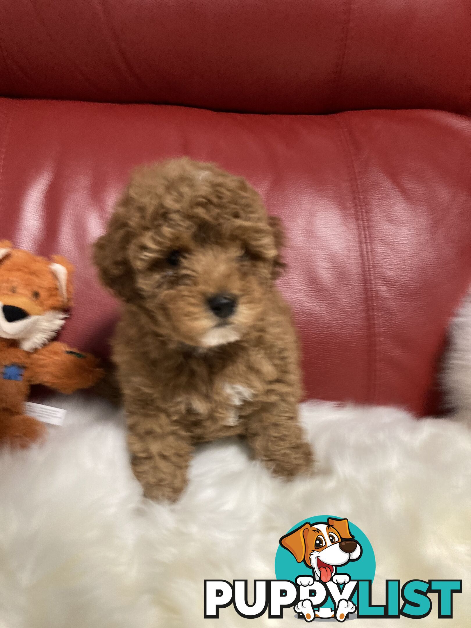 Toy Cavoodle Puppy