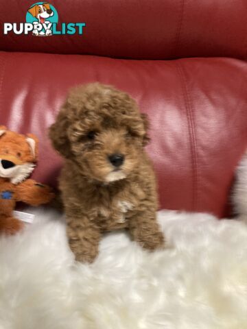 Toy Cavoodle Puppy