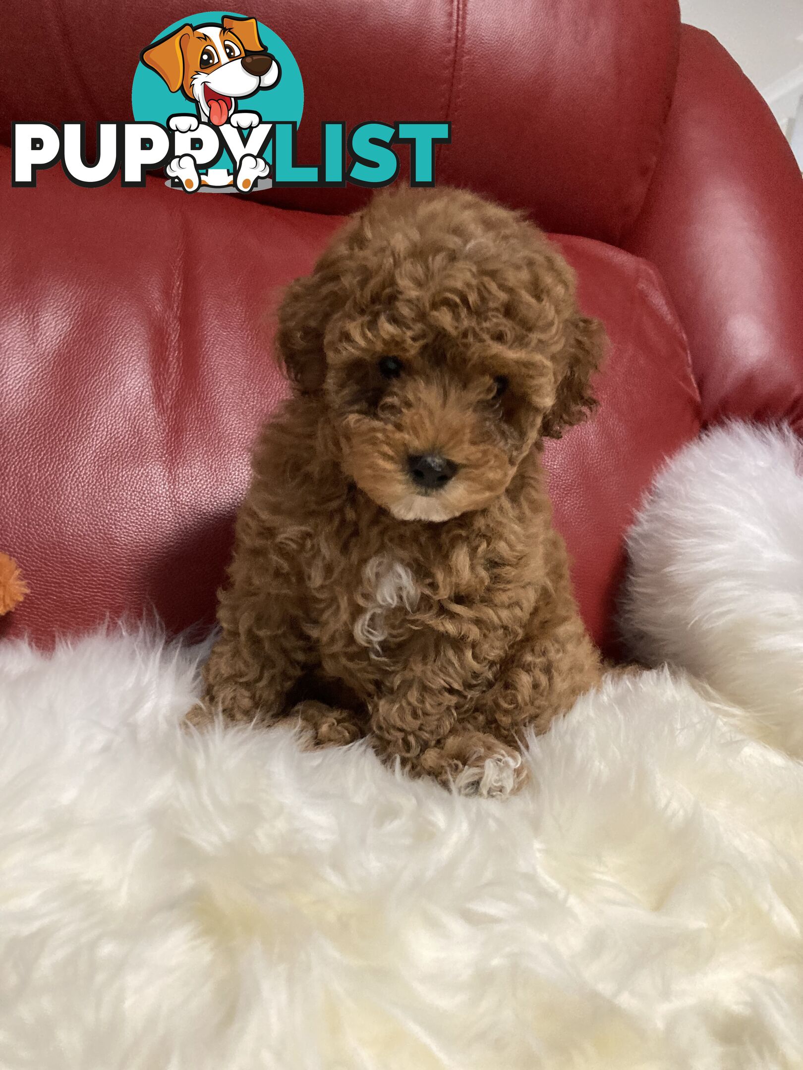 Toy Cavoodle Puppy