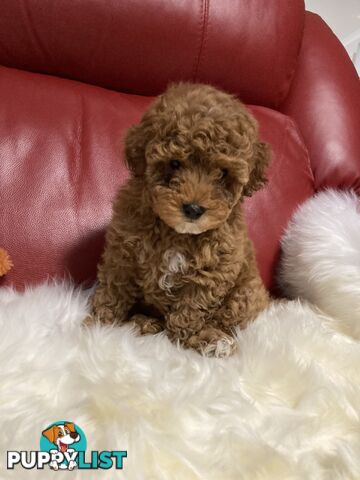 Toy Cavoodle Puppy