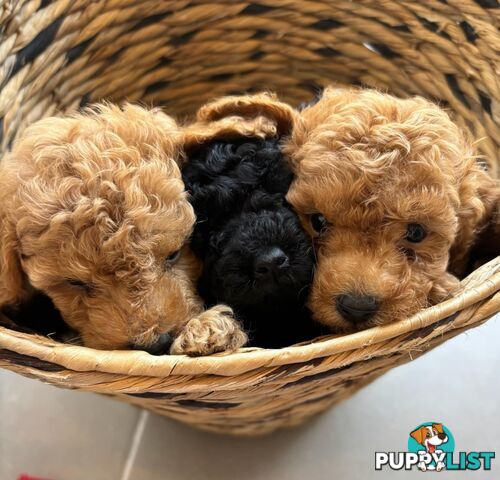 purebreed toy poodles