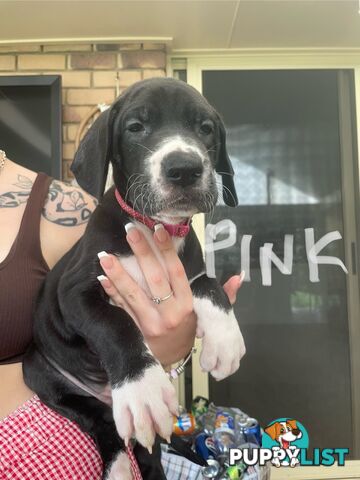 Great Dane purebred puppies ready for homes