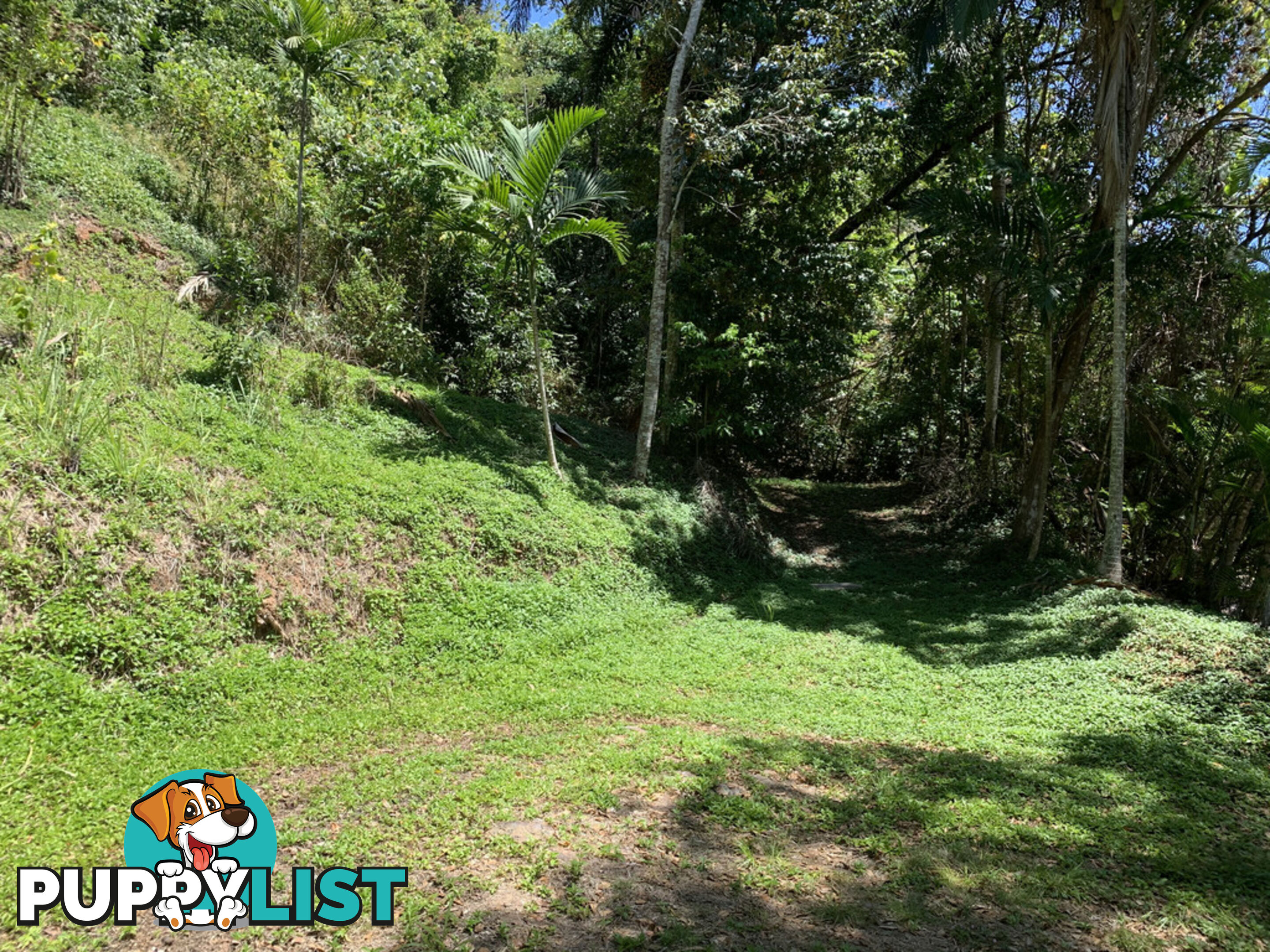 1549 Mossman Daintree Road WONGA BEACH QLD 4873