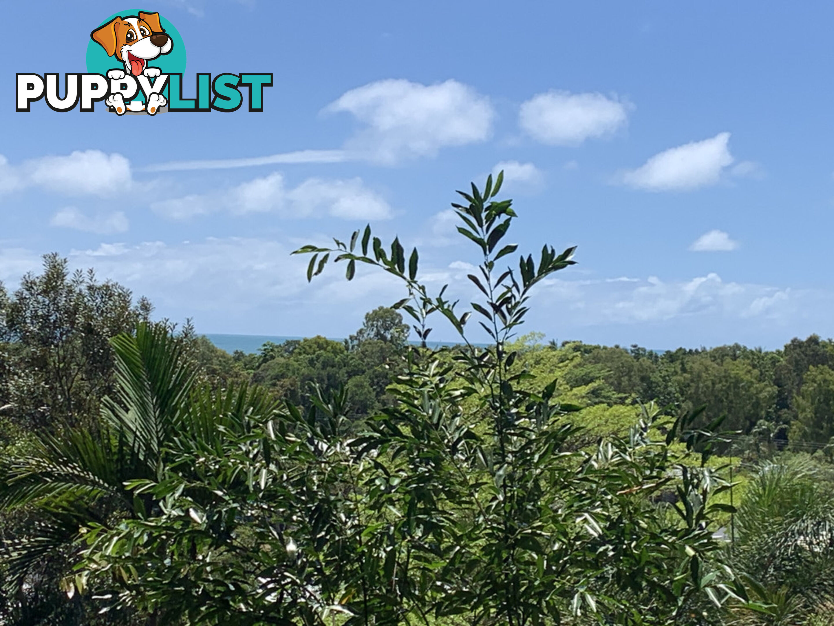 1549 Mossman Daintree Road WONGA BEACH QLD 4873